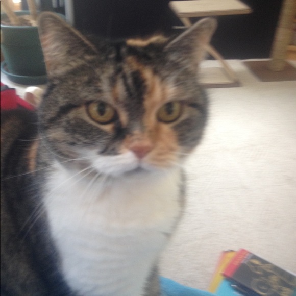 Big Mama Kitty!! 🐾🐾🐱😻🐾🐾Rescue Kitty !! - Picture 11 of 12